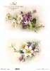 wiosenne kwiaty, pierwiosnek, fiołki*spring flowers, primrose, violets*Frühlingsblumen, Primeln, Veilchen*flores de primavera, prímulas, violetas
